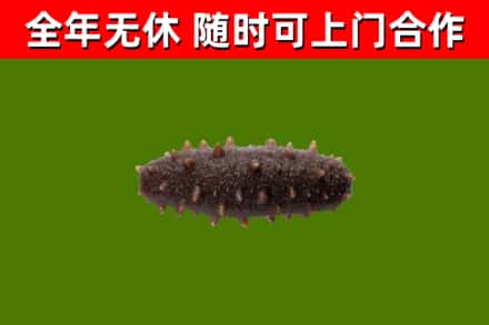 克山县回收海参干